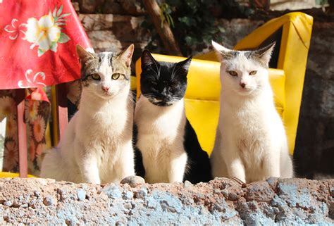 voyage maroc avec chat